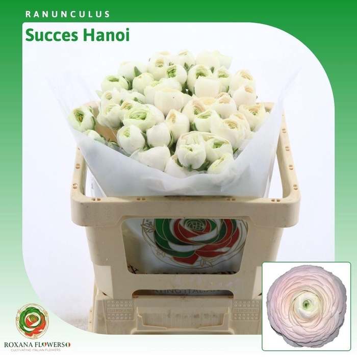 <h4>RAN SU HANOI</h4>