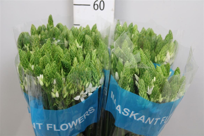 <h4>Ornit T Mount Fuji</h4>