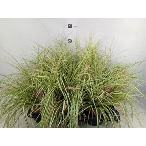 Carex hachijoensis 'Evergold'