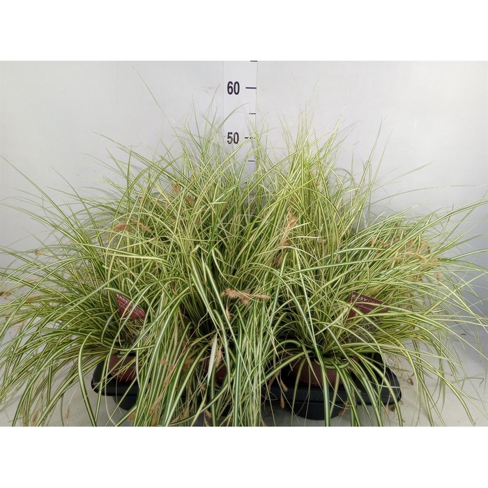 <h4>Carex hachijoensis 'Evergold'</h4>