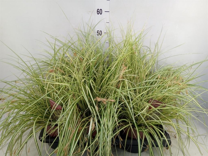 <h4>Carex hachijoensis 'Evergold'</h4>