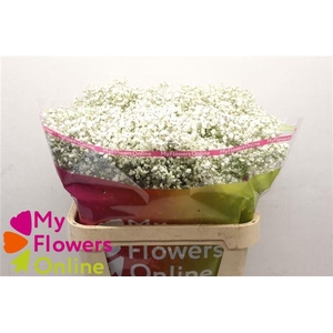 Gyps Pa Excellence White 80cm 750 gr EC