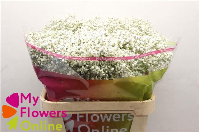 <h4>Gyps Pa Excellence White 80cm 750 gr EC</h4>
