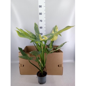 Philodendron   ...