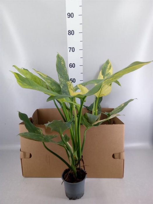 <h4>Philodendron ...</h4>