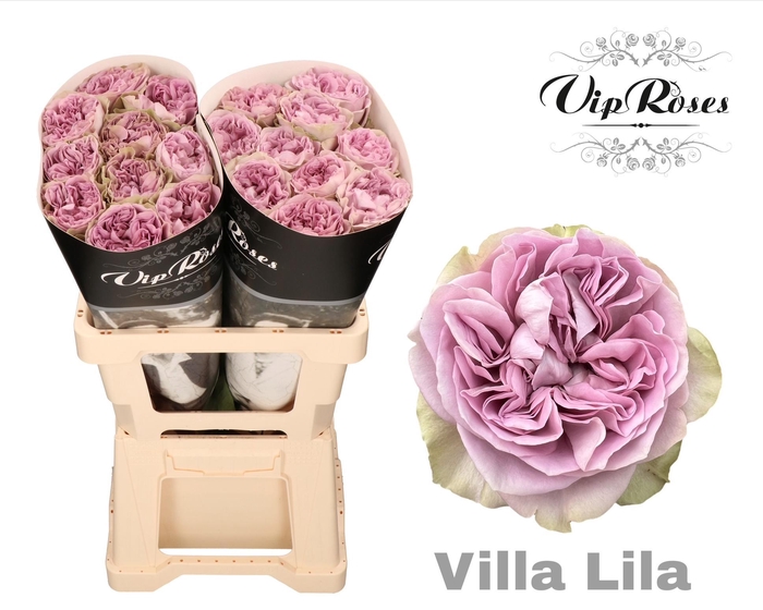 <h4>R GR VILLA LILA</h4>