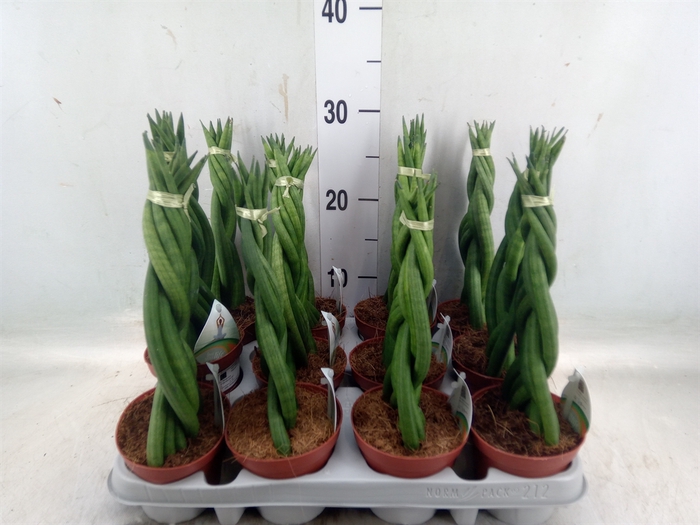 <h4>Sansevieria cyl.  ...</h4>