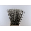 Salix Wilgenkatjes