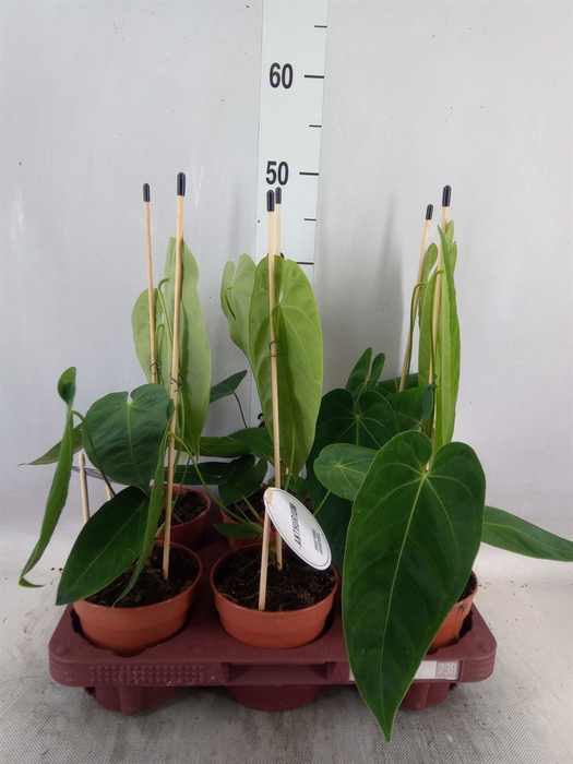 <h4>Anthurium   ...</h4>