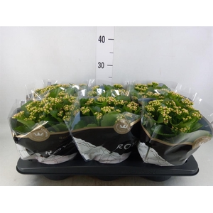 Kalanchoe blos. 'RosDon Nando'