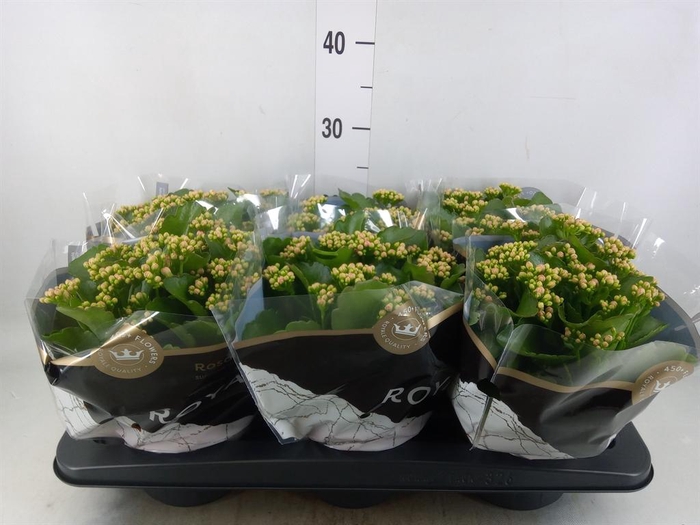 <h4>Kalanchoe blos. 'RosDon Nando'</h4>