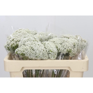 Ozothamnus Booming White