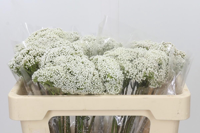 Ozothamnus Booming White