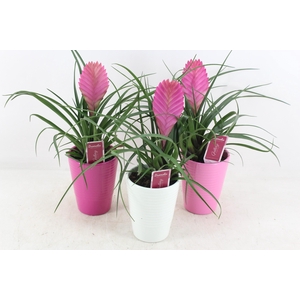 arr3 ZS - Til. Anita streep pot x11