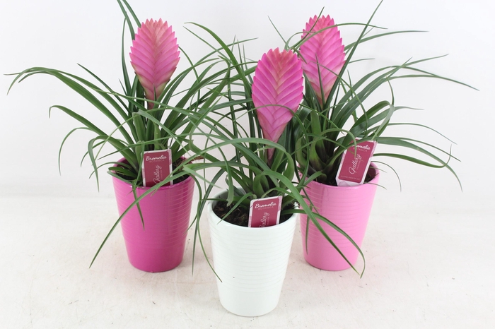 <h4>arr3 ZS - Til. Anita streep pot x11</h4>