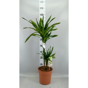 Dracaena frag. 'Riki'
