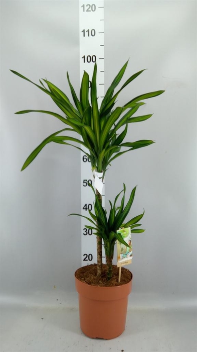 <h4>Dracaena frag. 'Riki'</h4>