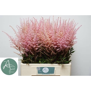 Astilbe Romanze Aert