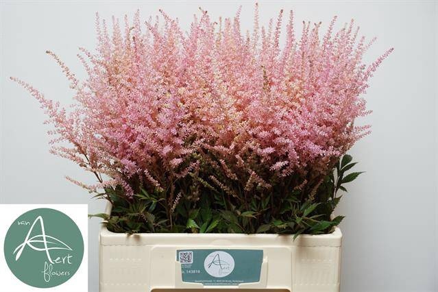 <h4>Astilbe Romanze Aert</h4>