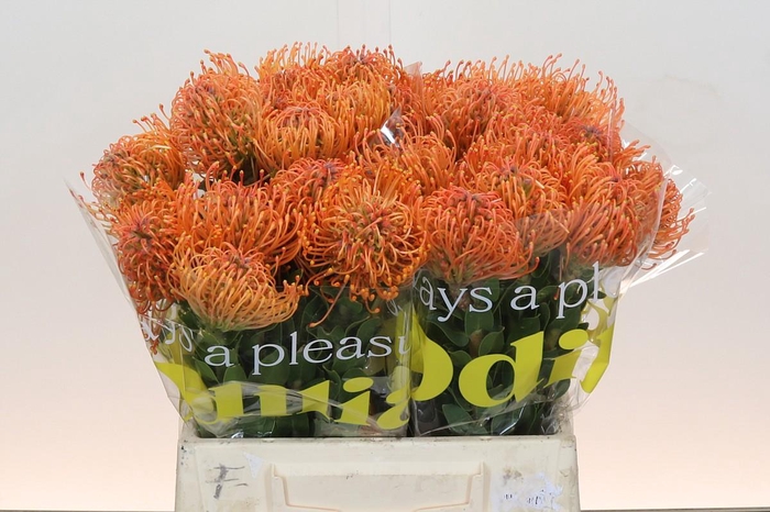 Nutans Ayoba Mandarin Zest