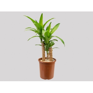 DRACENA MASSANGEANA P23