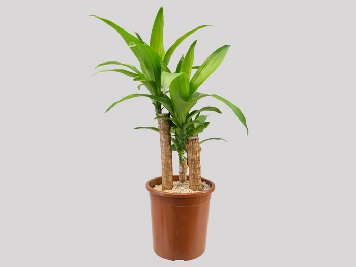 <h4>DRACENA MASSANGEANA P23</h4>