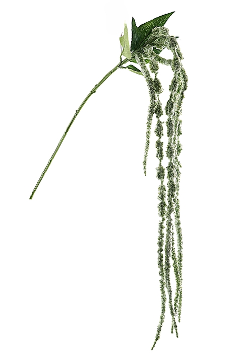 <h4>Amaranthus Green</h4>