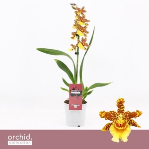 Cambria, Golden Tiger 1-spike 'Orchid Collection'