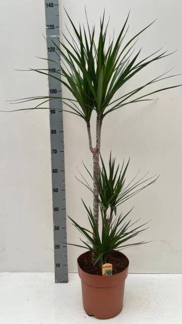 <h4>DRA MARGINATA</h4>