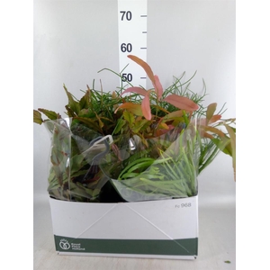 Rhipsalis   ...mix