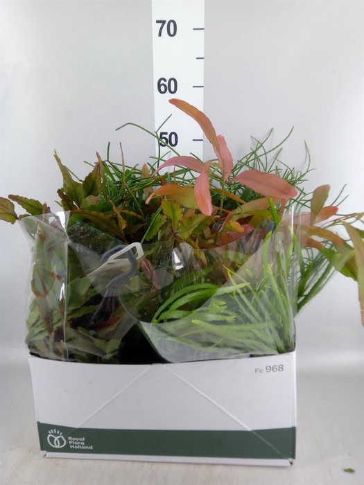<h4>Rhipsalis   ...mix</h4>