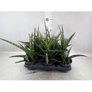 Sansevieria trifa.   ...