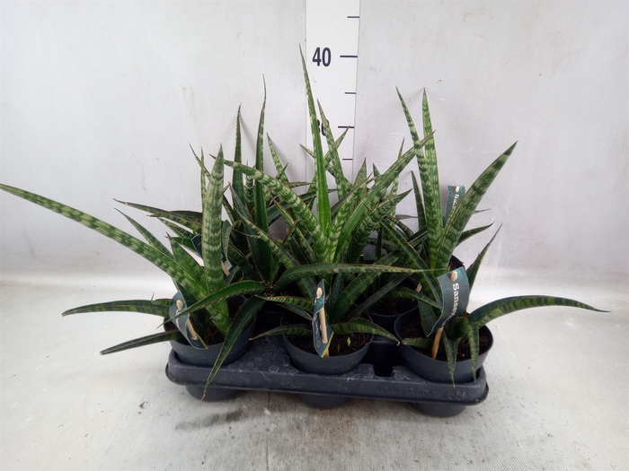 <h4>Sansevieria trifa.   ...</h4>