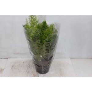 ASPARGO ALFINETE P17