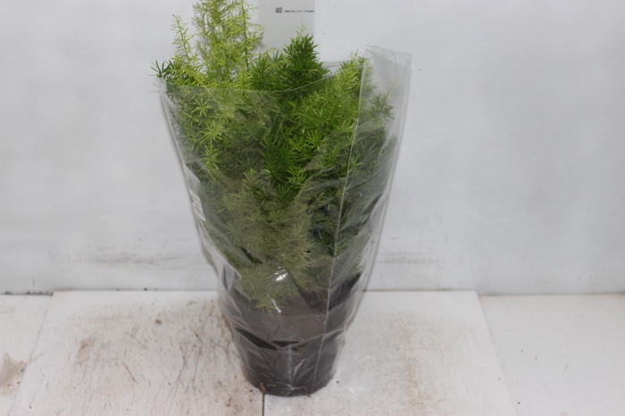 <h4>ASPARGO ALFINETE P17</h4>