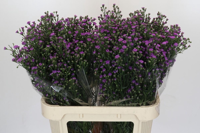 <h4>Aster Baby Pink</h4>