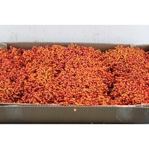 Sierfruit Schinus Bes *oranje