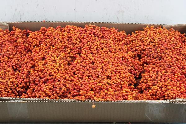 <h4>Sierfruit Schinus Bes *oranje</h4>