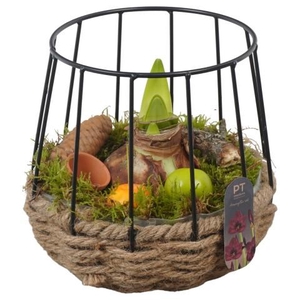 PTAA8853 Arrangementen Hippeastrum