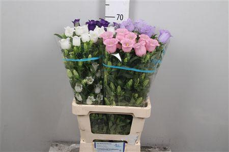 <h4>Camp Med Gemengd</h4>