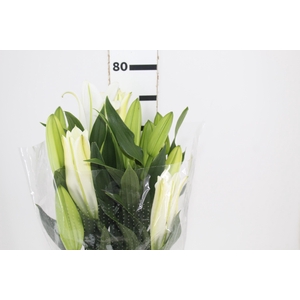 LIRIO SANTANDER 080 CM HA 3/5 FLS