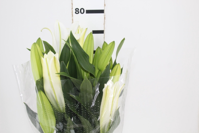 LIRIO SANTANDER 080 CM HA 3/5 FLS