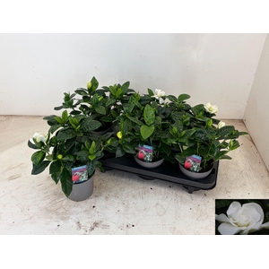 GARDENIA JASMINOIDES
