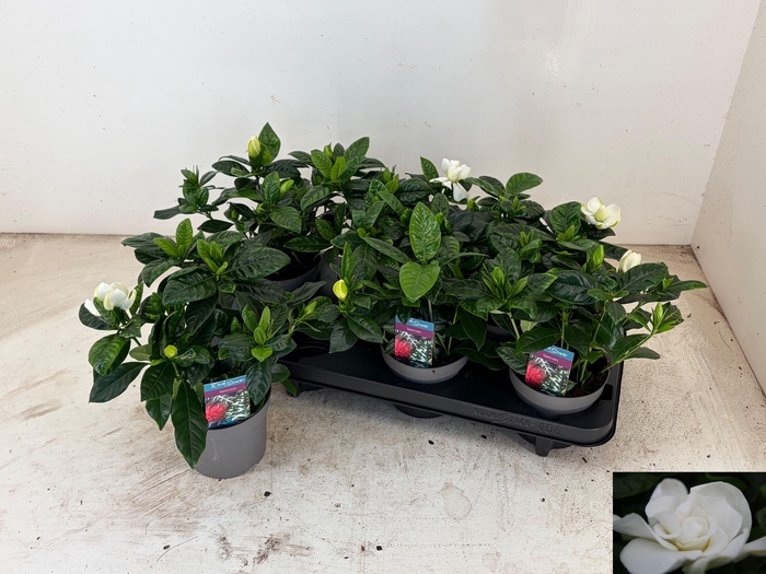 <h4>GARDENIA JASMINOIDES</h4>