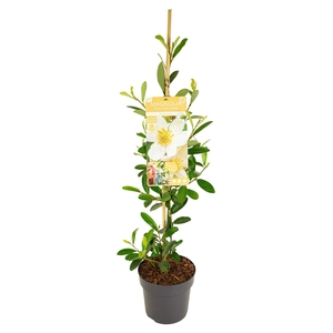 Magnolia 'Vanilla Pearls' ® Piramide