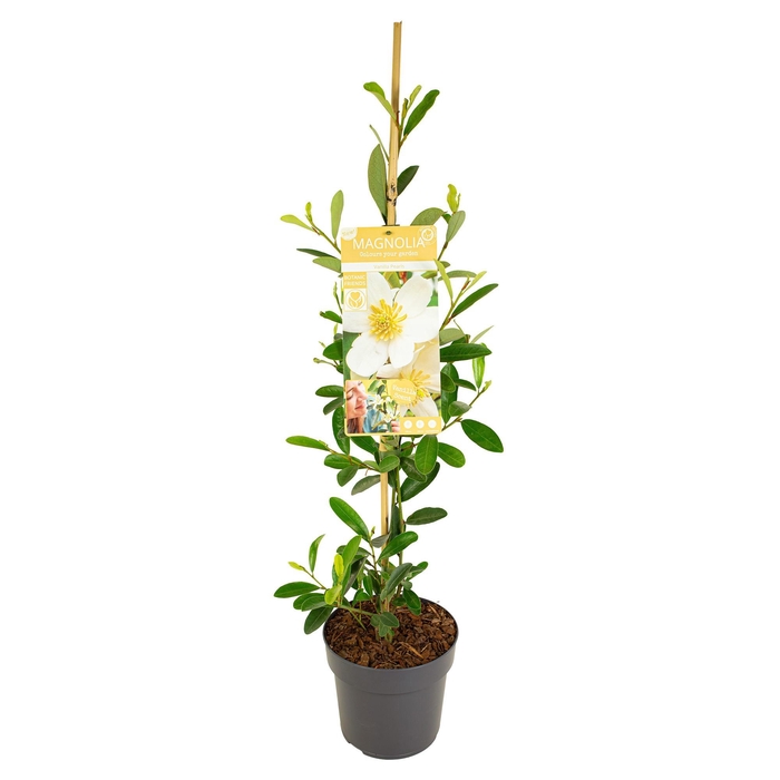 <h4>Magnolia 'Vanilla Pearls' ® Piramide</h4>