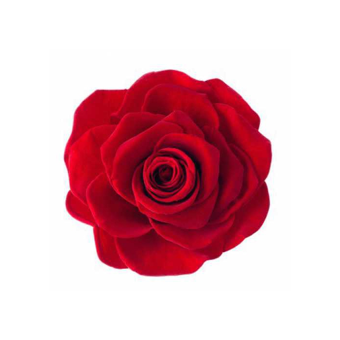 <h4>Rose Magna Red</h4>