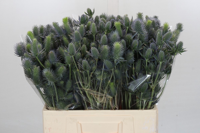 <h4>Eryngium Electric Dynamite</h4>