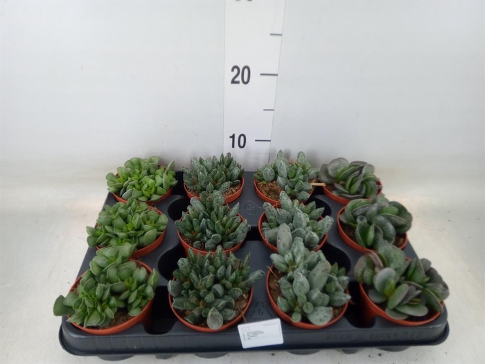 <h4>Succulents   ...</h4>