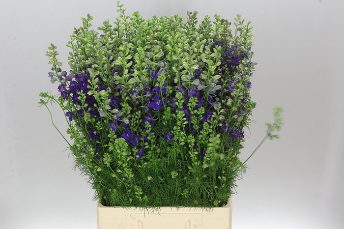 <h4>Delph Aj Blue</h4>